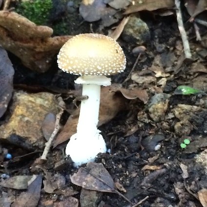 Autumn in the woods, mushrooms